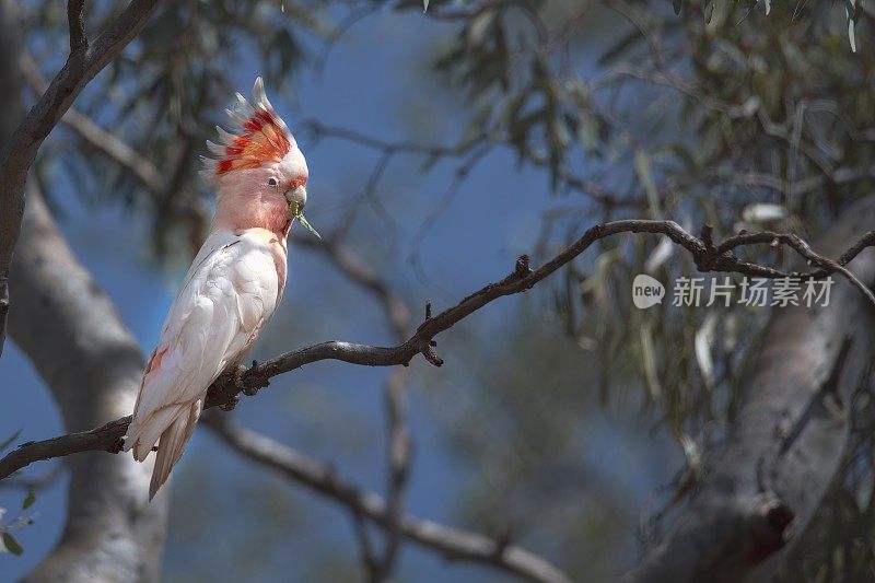 米切尔少校的凤头鹦鹉(Lophochroa leadbeateri)